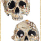 Katherine's Collection Jewel Encrusted Skulls    Katherine's Collection Halloween Jeweled Skulls