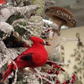 Cardinal Christmas Decoration